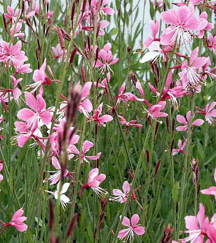 Siskiyou Pink Whirling Butterflies Perennial - Quart Pot - Gaura