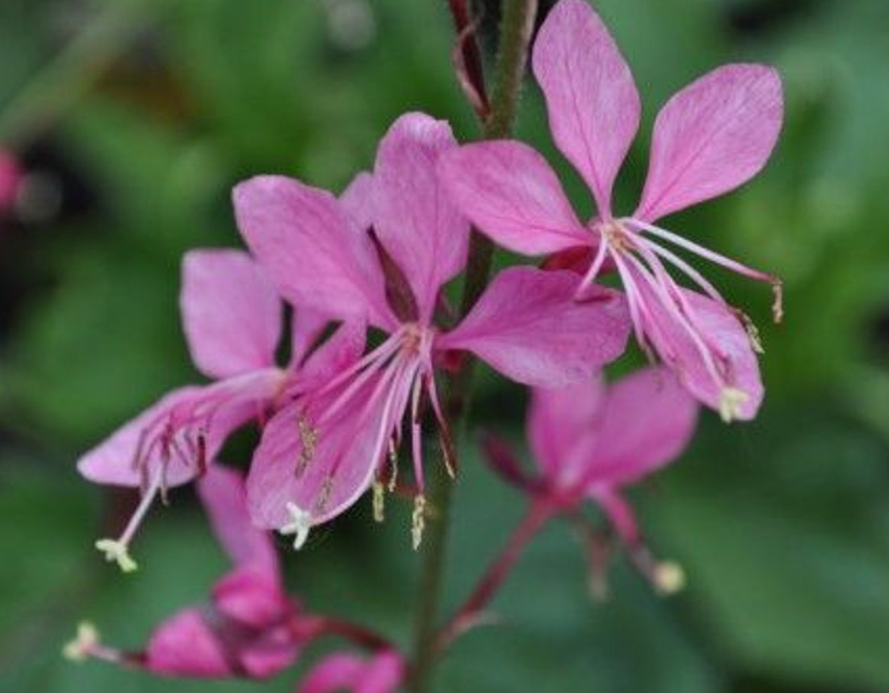 Siskiyou Pink Whirling Butterflies Perennial - Quart Pot - Gaura