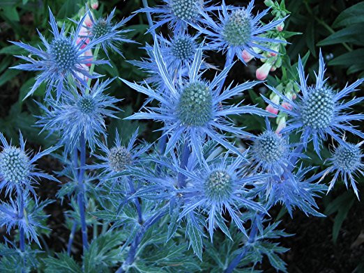 Blue Hobbit Sea Holly Perennial - Eryngium - Quart Pot - Live Plant
