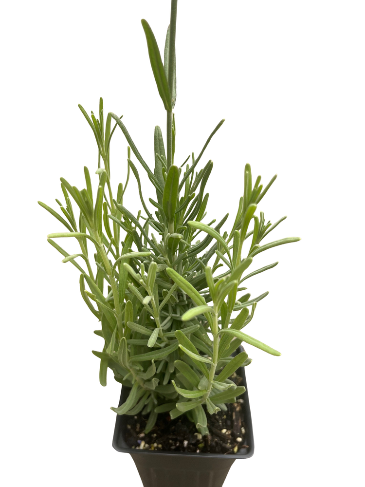 Hidcote Blue Lavender Herb -3" Pot - Live Plant