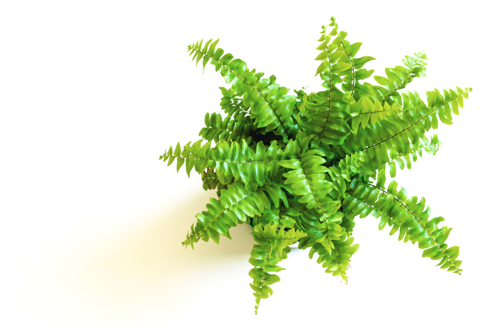 Mini Ferns for Terrariums/Fairy Garden - 5 Different Plants-2" Pots