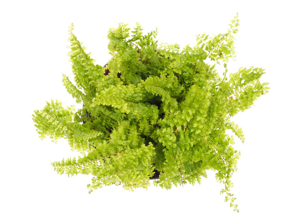 Mini Ferns for Terrariums/Fairy Garden - 5 Different Plants-2" Pots