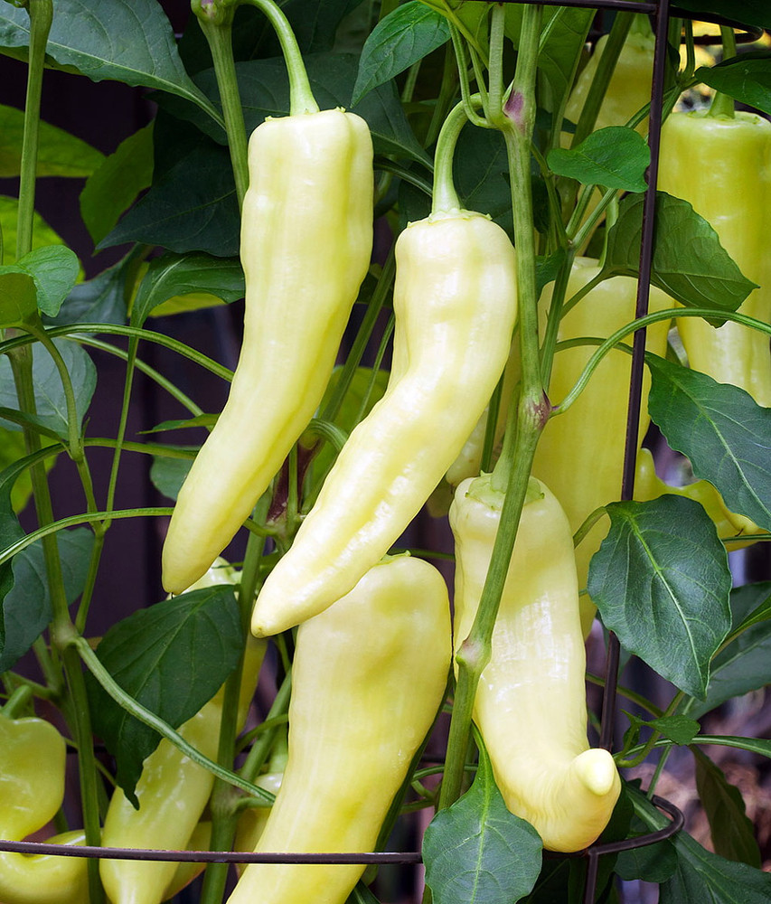 Organic Sweet Banana Pepper Plant - 4" Pot - No GMOs - Heirloom