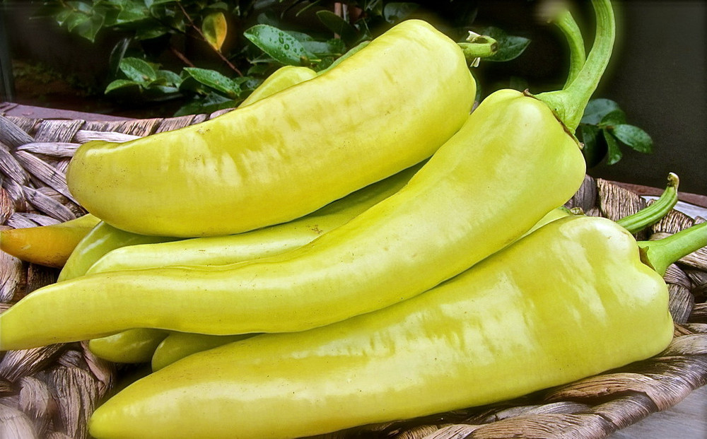 Organic Sweet Banana Pepper Plant - 4" Pot - No GMOs - Heirloom
