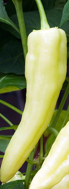 Organic Sweet Banana Pepper Plant - 4" Pot - No GMOs - Heirloom