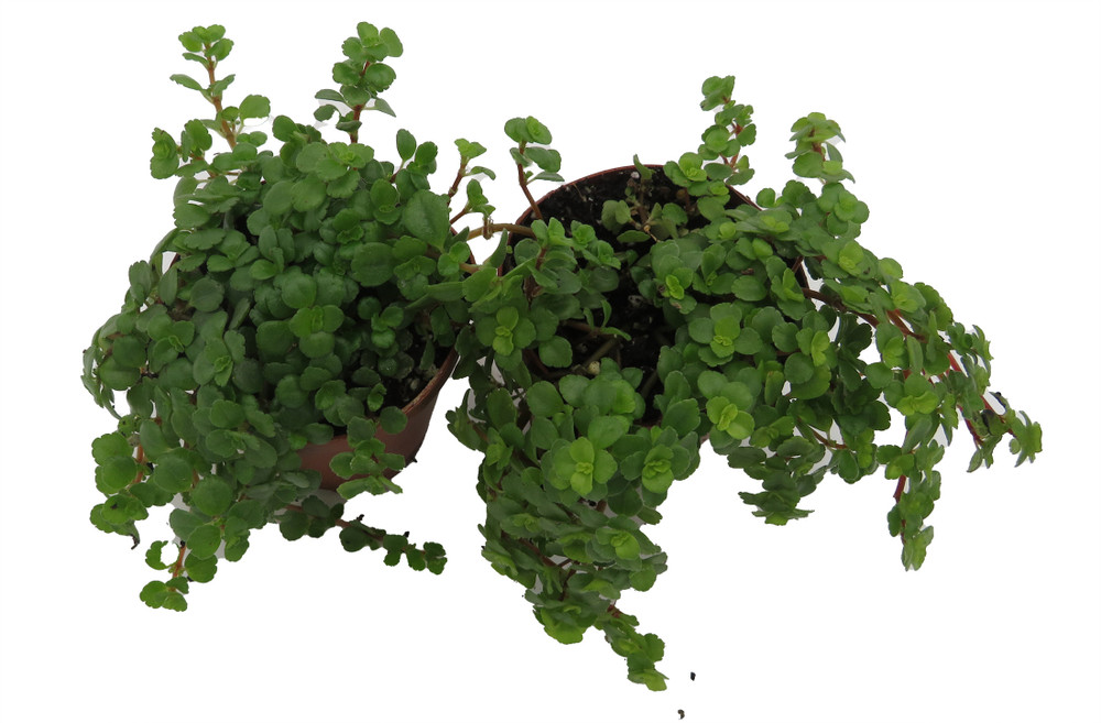 Tiny Tears Baby Tears - Pilea depressa - 2 Plants 2" Pots