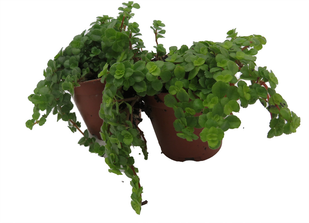 Tiny Tears Baby Tears - Pilea depressa - 2 Plants 2" Pots