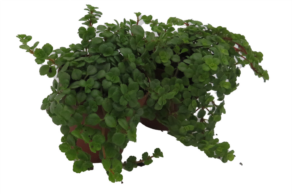 Tiny Tears Baby Tears - Pilea depressa - 2 Plants 2" Pots