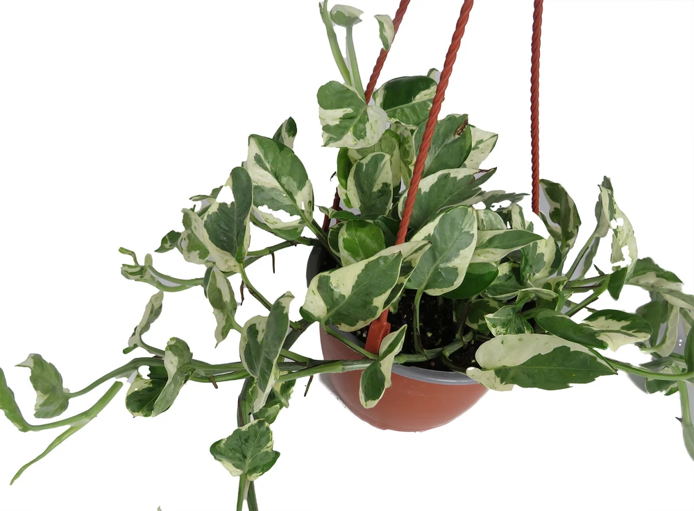 N Joy Pothos - Epipremnum aureum - 6" Hanging Basket - Good in Low Light