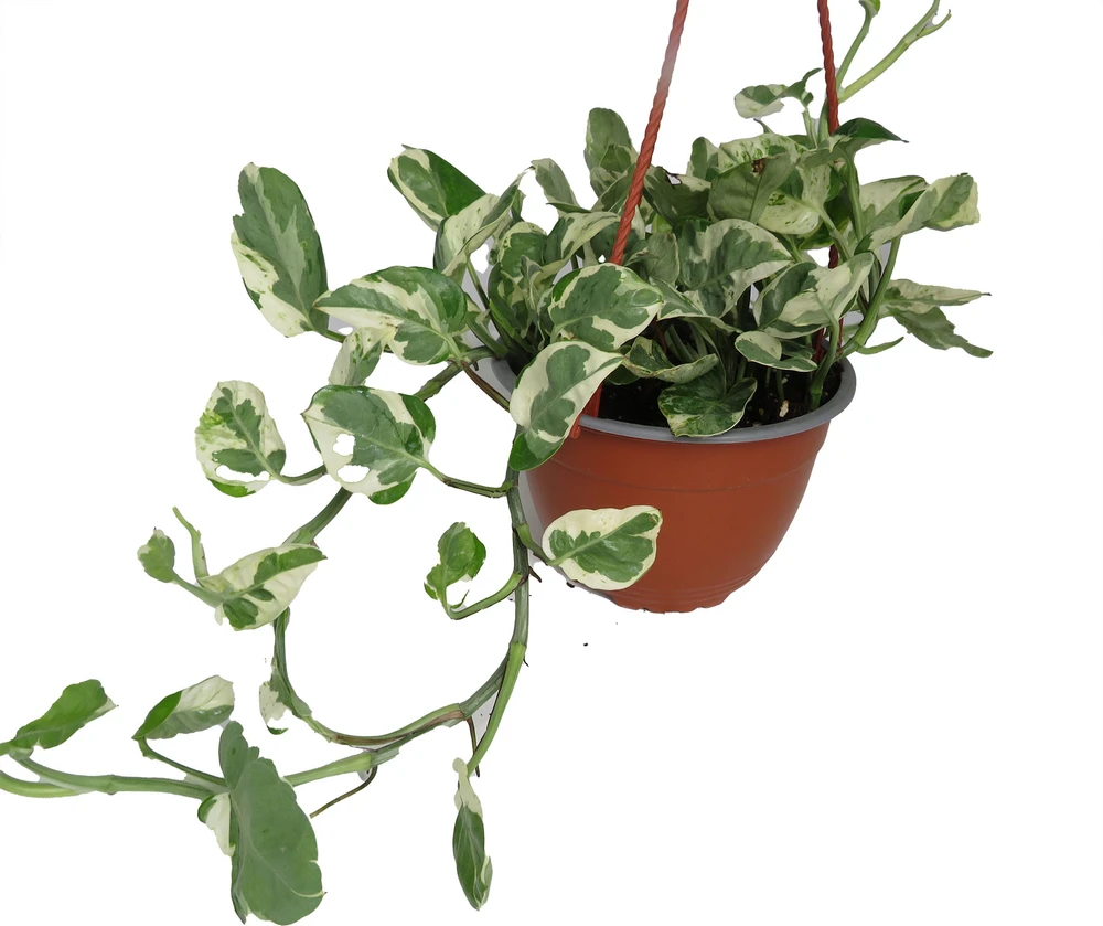 N Joy Pothos - Epipremnum aureum - 6" Hanging Basket - Good in Low Light