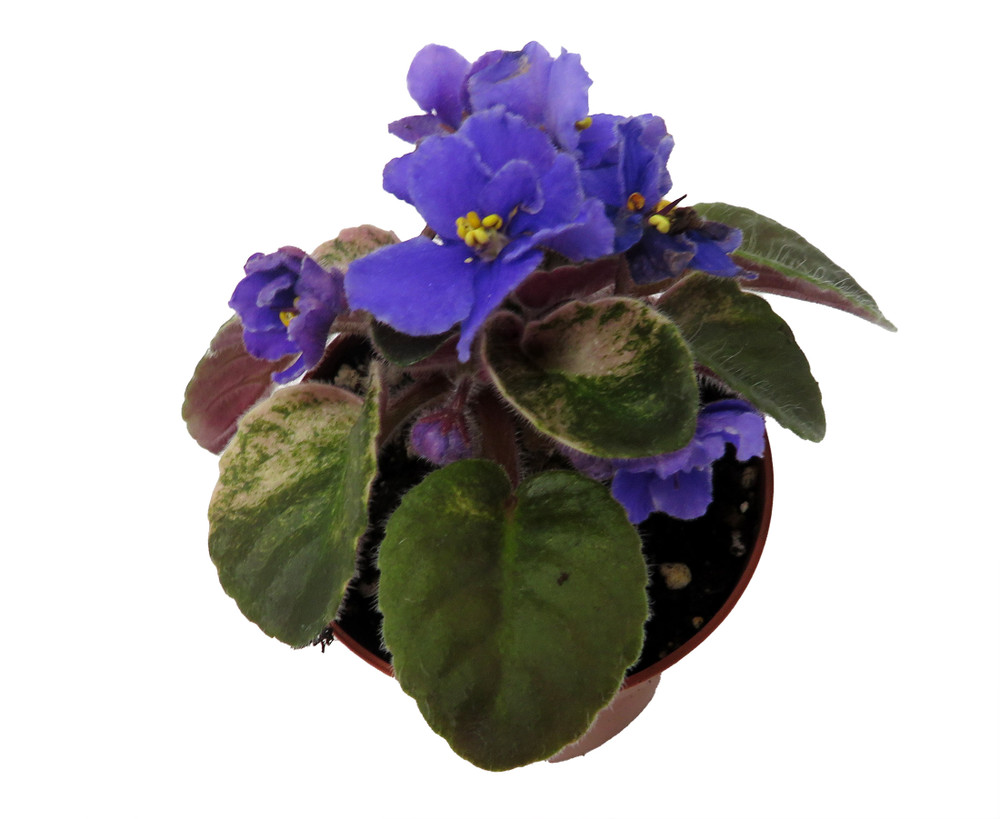 Rob's Zoot Suit Micro Miniature African Violet - 2.5" Pot - Violet Collector's Series