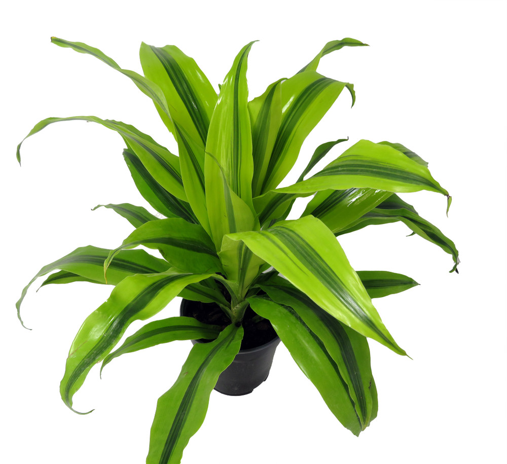 Kristi Dragon Tree- Dracaena - 6" Pot