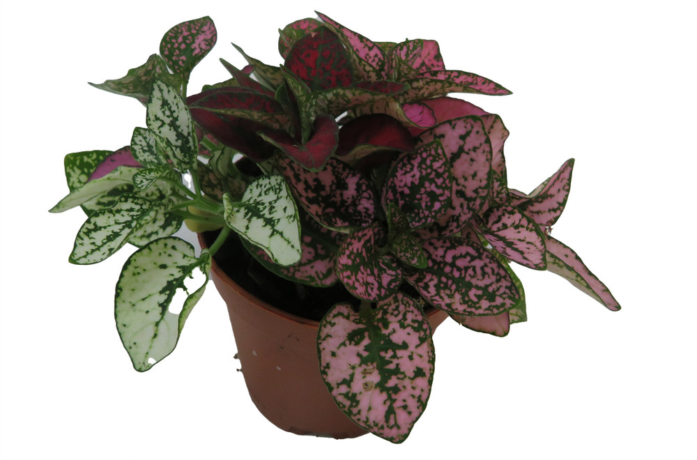 Tricolor Polka Dot Plant - Hypoestes - Colorful House Plant - 2" Pot