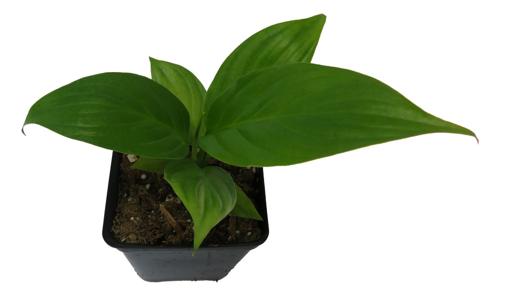 Sunshine Loveworthy Peace Lily Plant - 2.5" Pot - Spathyphyllium - Great House Plant