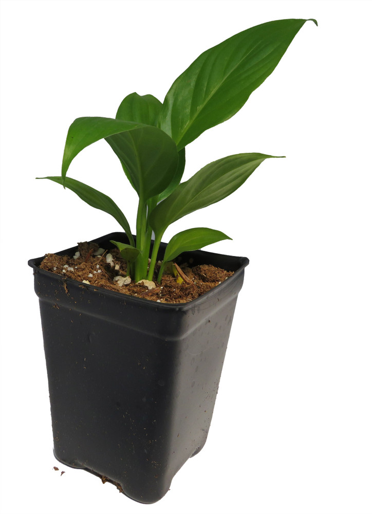 Sunshine Loveworthy Peace Lily Plant - 2.5" Pot - Spathyphyllium - Great House Plant