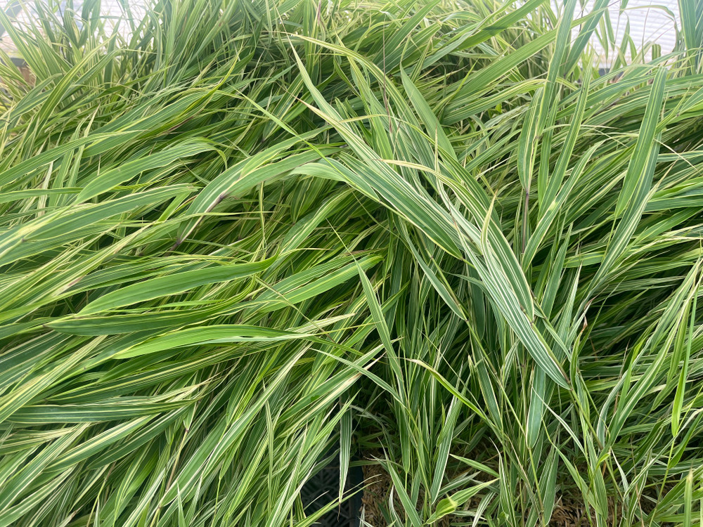 Japanese Forest Grass - Hakonechloa albo-striata - Shade Lover - 4" Pot