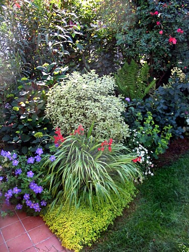 Japanese Forest Grass - Hakonechloa albo-striata - Shade Lover - 4" Pot