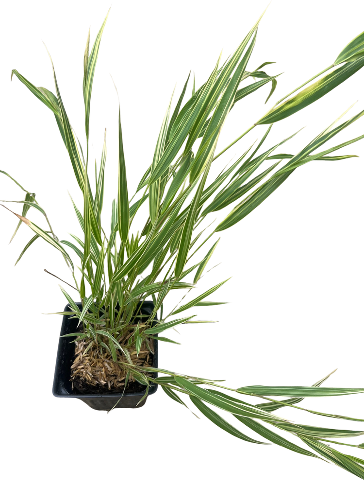Japanese Forest Grass - Hakonechloa albo-striata - Shade Lover - 4" Pot