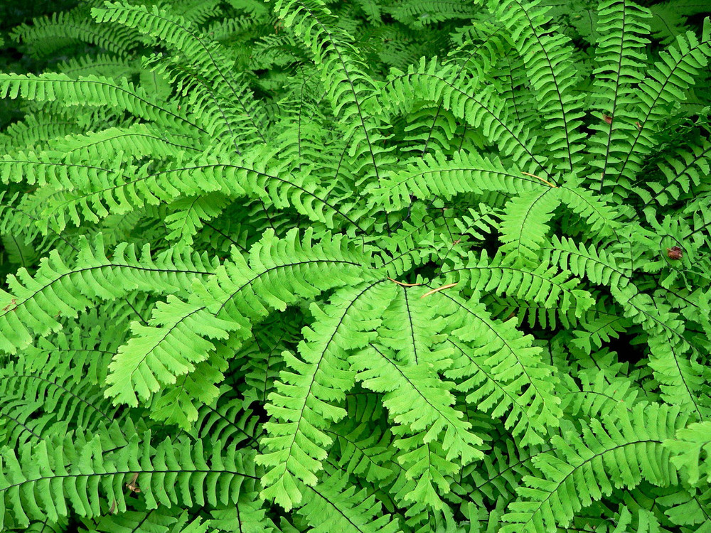 Hardy Northern Maidenhair Fern -  4" Pot - Adiantum pedatum
