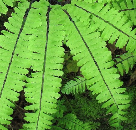 Hardy Northern Maidenhair Fern -  4" Pot - Adiantum pedatum