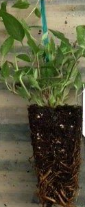 Montana Mayleen Clematis -  2.5" Pot - Very Fragrant