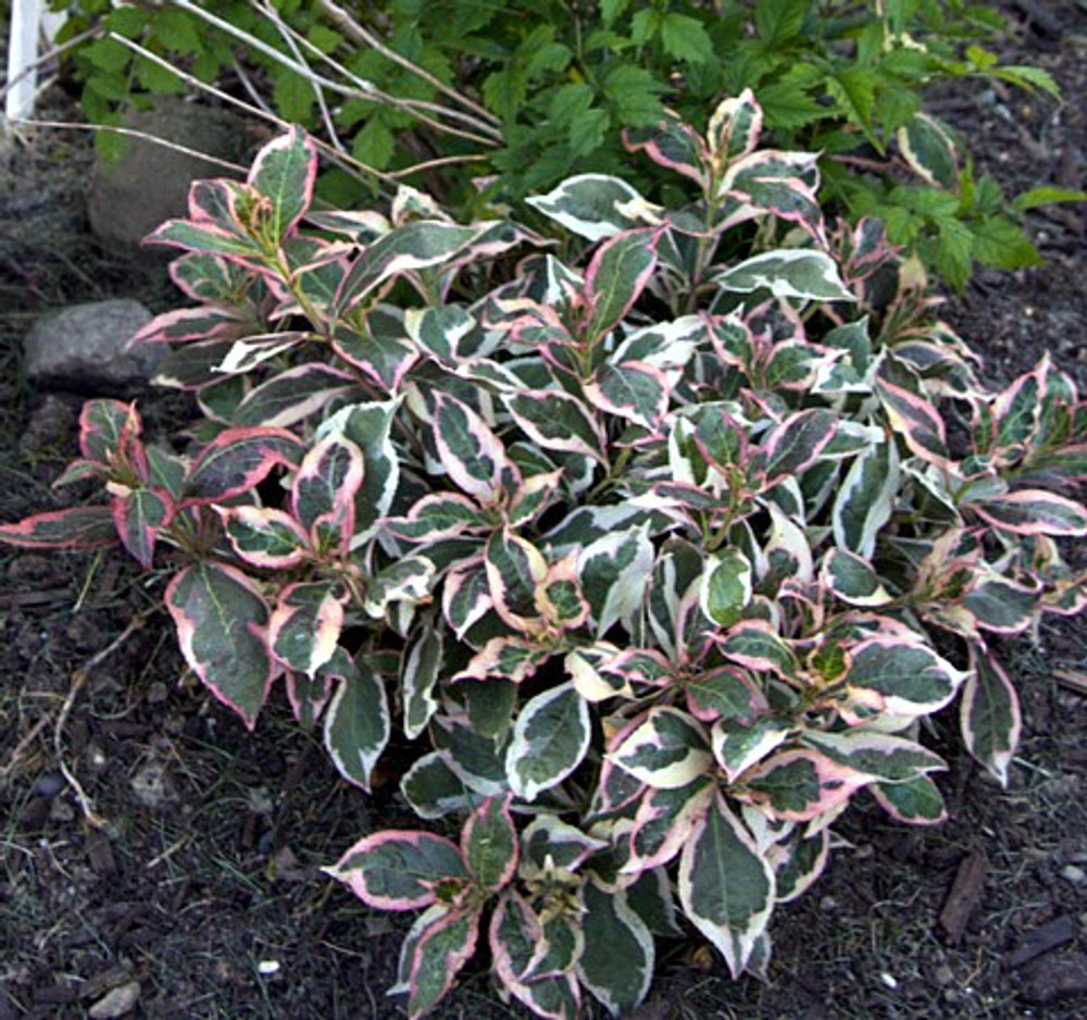 My Monet® Weigela - A Poetic Beauty/Foliage & Flowers - Proven Winners - 4" Pot