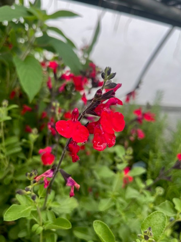 Autumn Cherry Chief Sage - Salvia greggii - 3" Pot - Live Plant