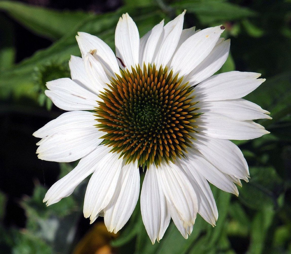 Pow Wow White Coneflower - Echinacea - Quart Pot - Live Plant