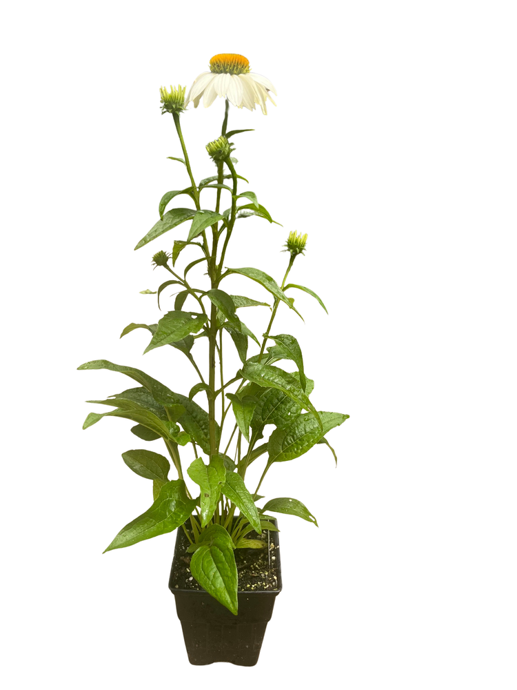 Pow Wow White Coneflower - Echinacea - Quart Pot - Live Plant