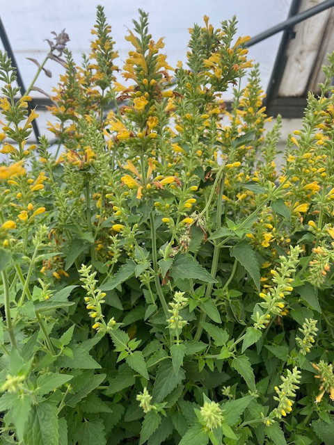 Yellow Kudos Hummingbird Mint - Agastache - Anise Hyssop - Quart Pot -Hardy