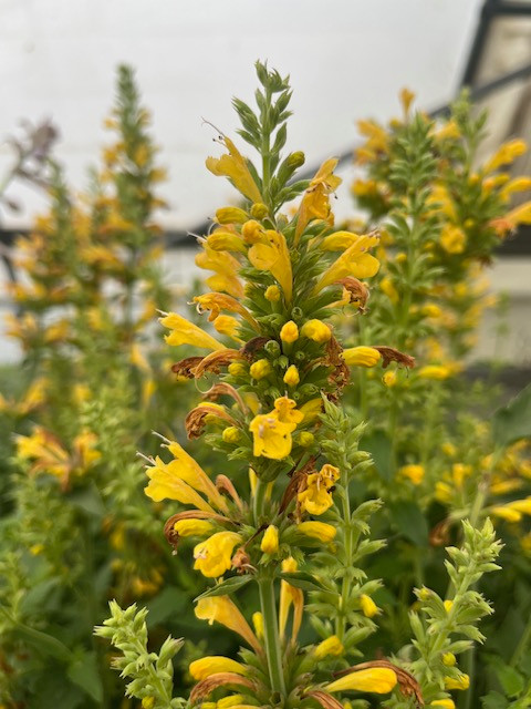 Yellow Kudos Hummingbird Mint - Agastache - Anise Hyssop - Quart Pot -Hardy