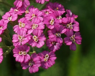 Saucy Seduction™ Yarrow - Achillea - Quart Pot