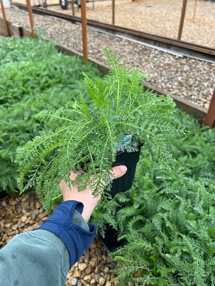 Saucy Seduction™ Yarrow - Achillea - Quart Pot