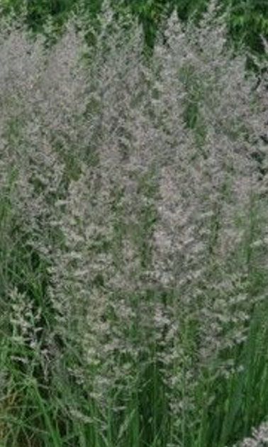 Karl Foerster Feather Reed Grass - Quart Pot - Calamagrostis