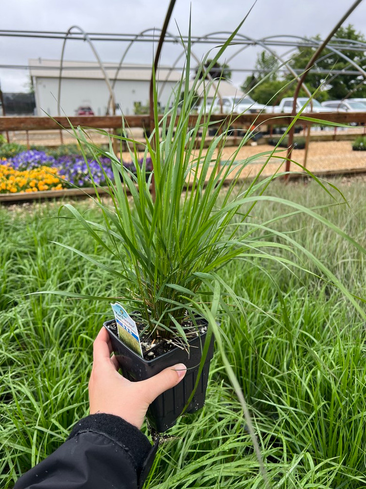 Karl Foerster Feather Reed Grass - Quart Pot - Calamagrostis
