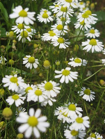 German Chamomile Herb - Matricara - Teas - 4" Pot