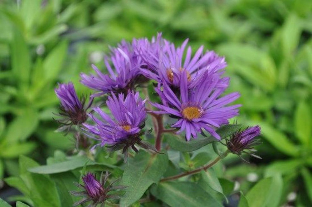 Purple Dome Fall Blooming Perennial - Aster - Quart Pot- Hardy