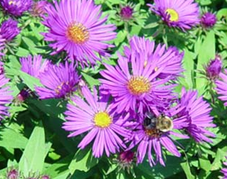 Purple Dome Fall Blooming Perennial - Aster - Quart Pot- Hardy