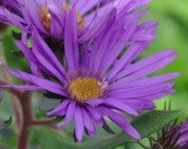 Purple Dome Fall Blooming Perennial - Aster - Quart Pot- Hardy
