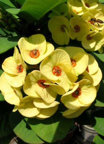 Golden Crown of Thorns Plant - Euphorbia - 5" Pot - RARE!