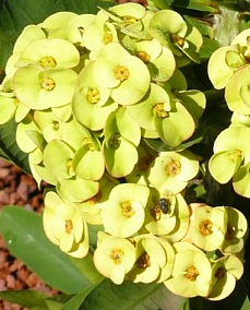 Golden Crown of Thorns Plant - Euphorbia - 5" Pot - RARE!
