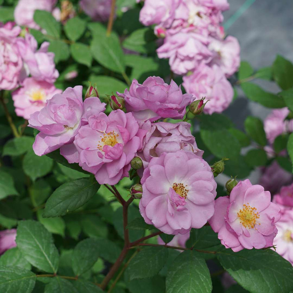 Rise Up Lilac Days® Climbing Rose - Proven Winners - 4" Pot