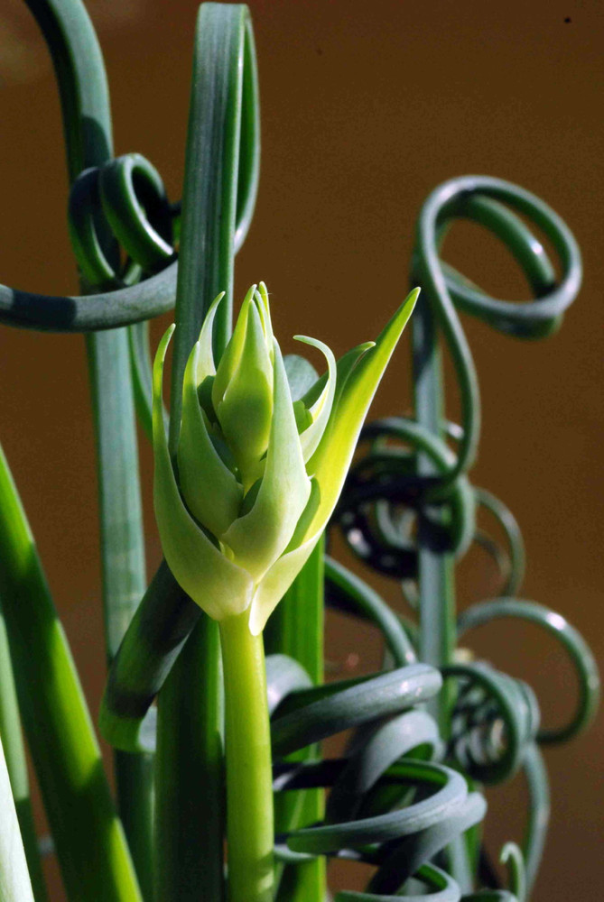 Frizzle Sizzle Plant - Corkscrew Albuca - STRANGE - 4" Pot -Succulent House Plant
