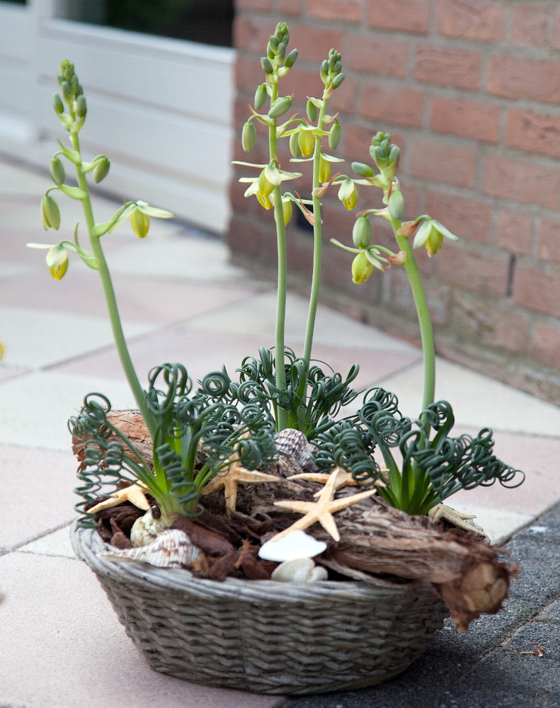 Frizzle Sizzle Plant - Corkscrew Albuca - STRANGE - 4" Pot -Succulent House Plant