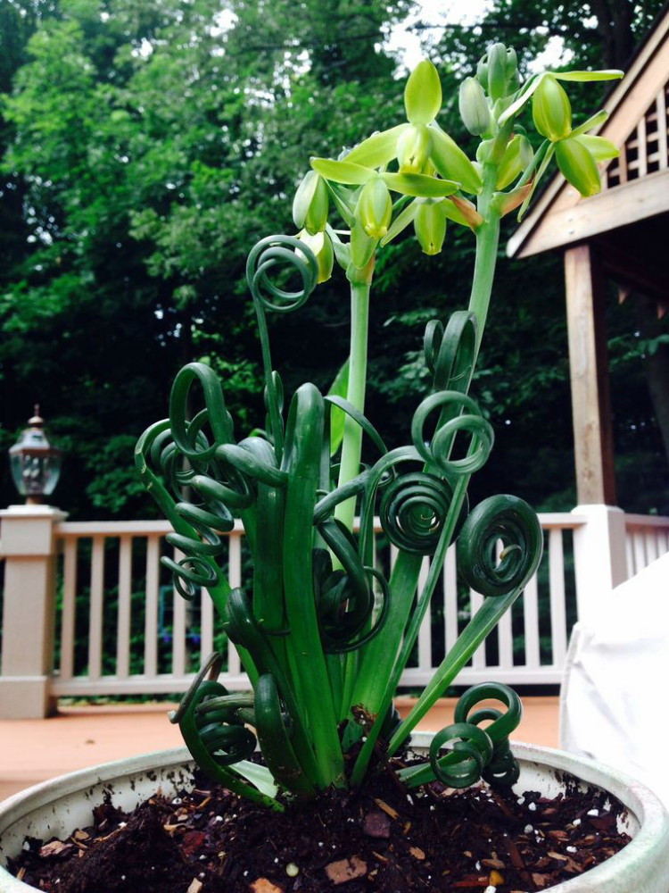 Frizzle Sizzle Plant - Corkscrew Albuca - STRANGE - 4" Pot -Succulent House Plant