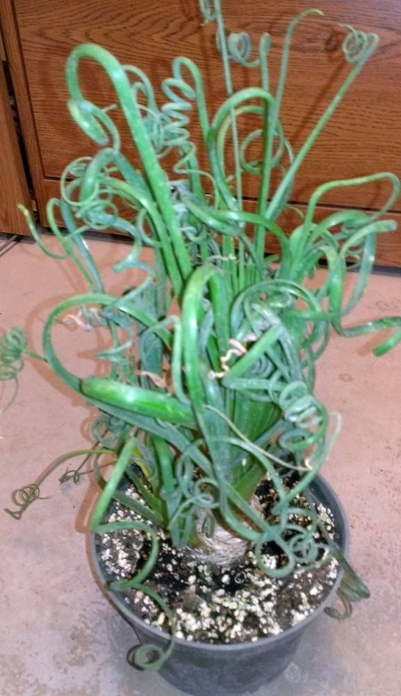 Frizzle Sizzle Plant - Corkscrew Albuca - STRANGE - 4" Pot -Succulent House Plant