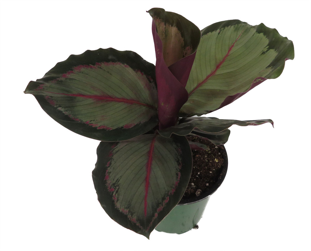 'Northern Lights' Prayer Plant - Calathea Roseopicta - 3.5" Pot