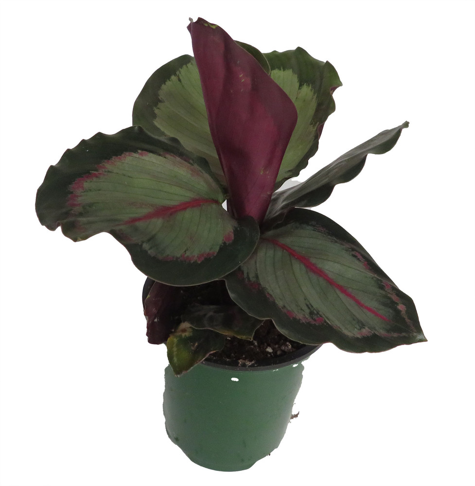 'Northern Lights' Prayer Plant - Calathea Roseopicta - 3.5" Pot