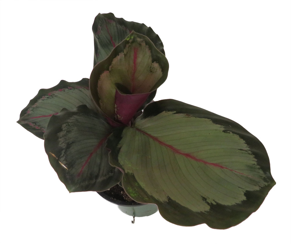 'Northern Lights' Prayer Plant - Calathea Roseopicta - 3.5" Pot