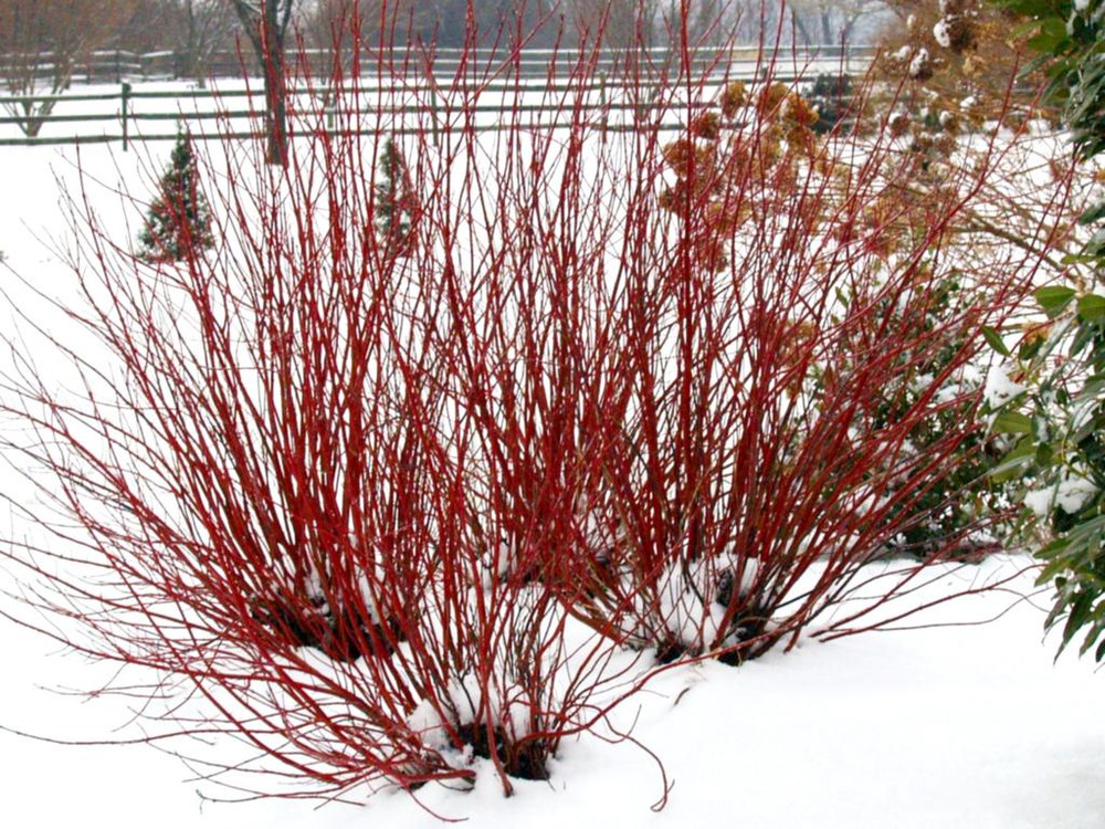 ARCTIC FIRE® Red - Red twig Dogwood -4" Pot - Proven Winner